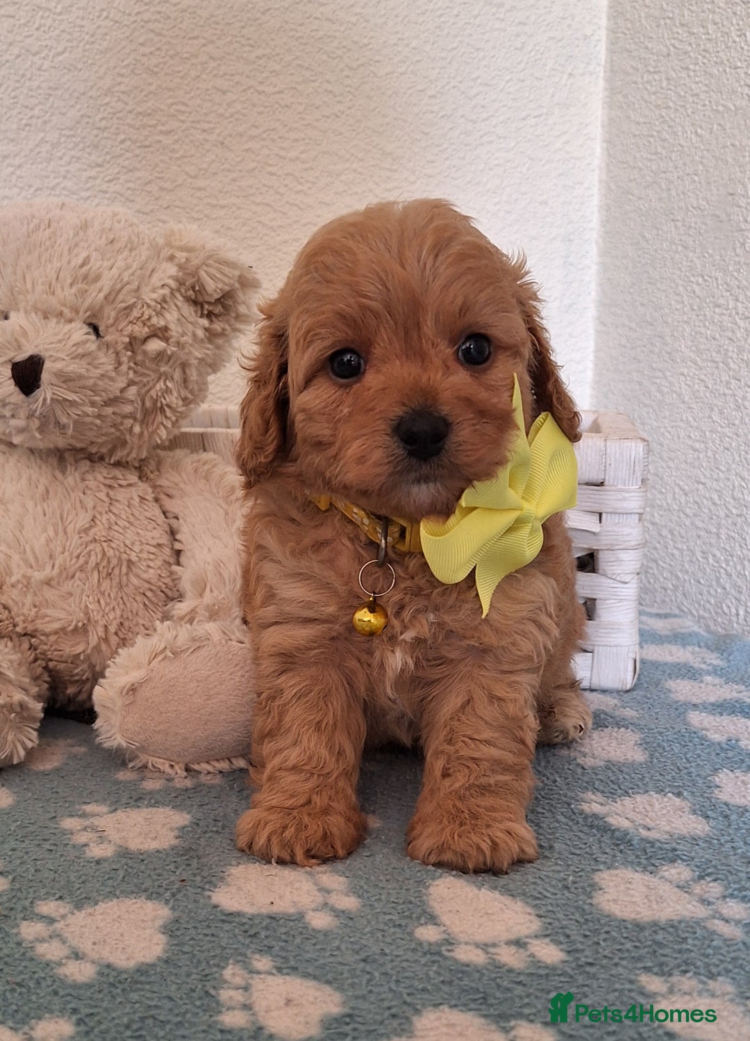 Cavapoochon dogs for sale: 5 🌟 DNA tested Cavapoochon pups - Image 15