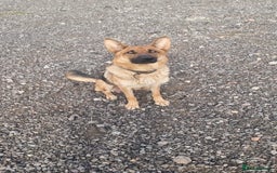 German Shepherd dogs for sale: German shepherd puppies  - Image 3
