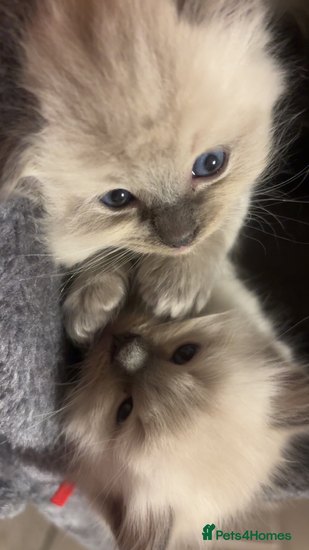 Ragdoll cats for sale: Ragdoll kittens (2 boys and 2 girls)  - Image 14