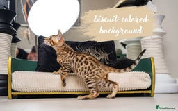 Bengal cats for sale: Dune- Stunning Bengal Boy- TICA with champion line - Image 6