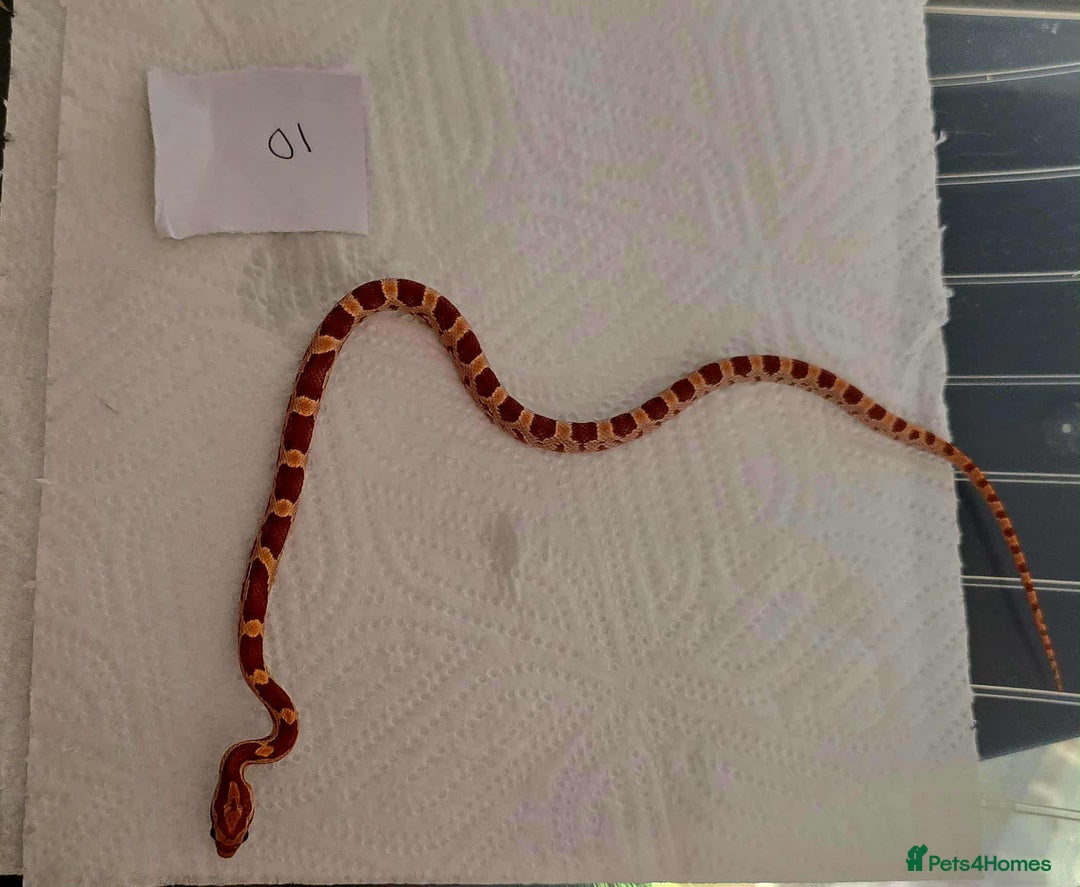 Snake reptiles for sale: variety of babys  - Image 5