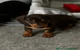 Dachshund dogs for sale: KC PRA Miniature smooth hair dachshund puppies  - Image 19