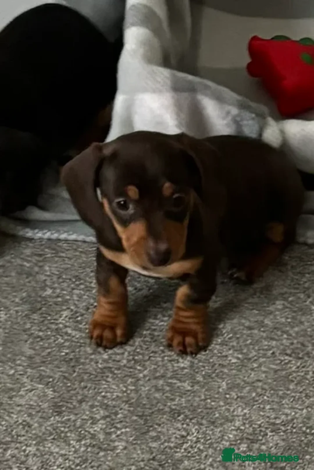 Dachshund dogs for sale: KC PRA Miniature smooth hair dachshund puppies  - Image 19