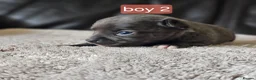 Chihuahua dogs for sale: 5 chiuaua baby boys - Advert 37