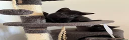 Oriental cats for sale: Oriental Kittens for sale (9 available) - Advert 9
