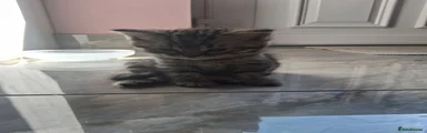 Scottish Fold 3