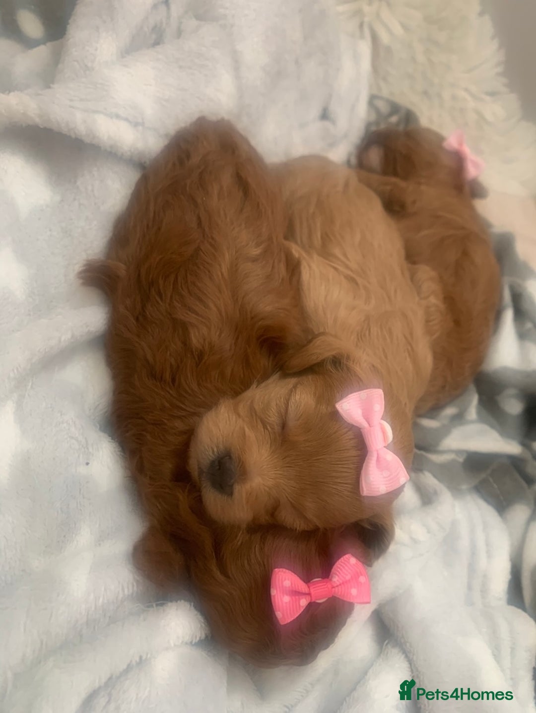 Maltipoo dogs for sale: 🌸Adorable Asian Maltipoo Puppy  - Image 4