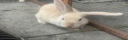 Mini Lop rabbits for sale: X3 Mini Lop Bunnies - Advert 17
