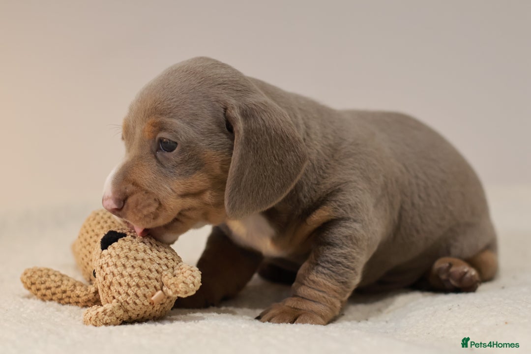 Miniature Dachshund dogs for sale: 5StarsLicensed+KC+PRAClear+VetChecked - Image 39