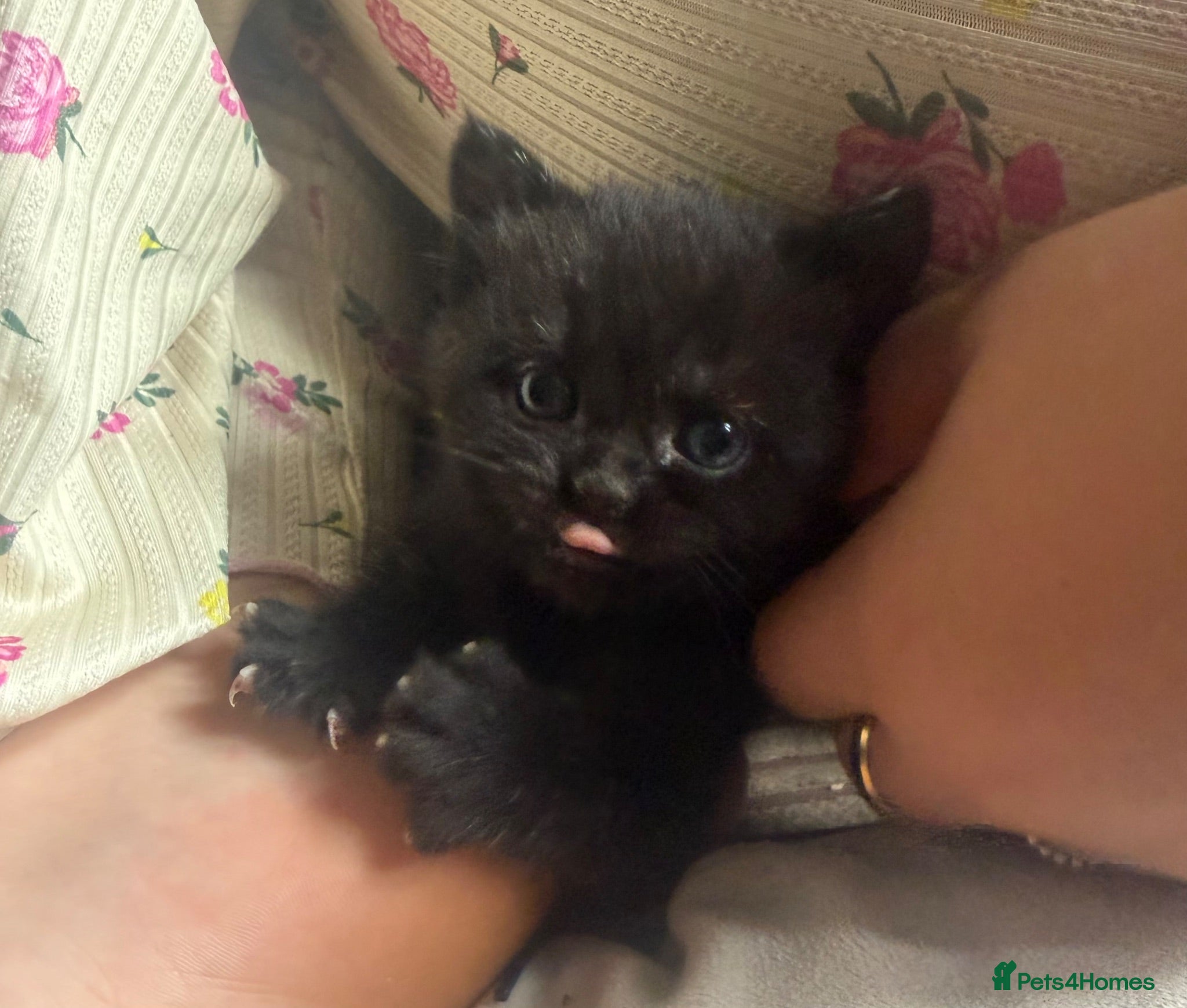 Mixed Breed cats British shorthair kittens - Advert 4