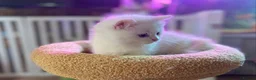 Munchkin cats for sale: Full Pedigree Munchkin Kittens( 7 weeks old)  - Advert 18