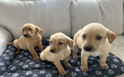 Labrador Retriever dogs for sale: Beautiful Labrador puppies  - Image 6