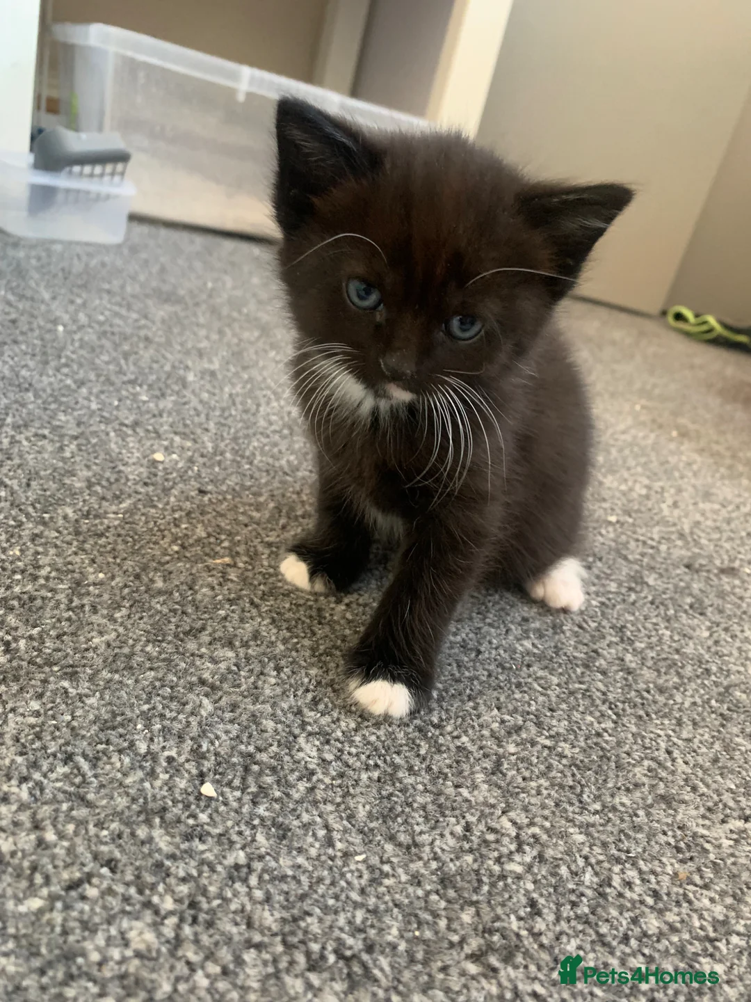 Mixed Breed cats for sale: Garfield  in Hull - Advert 5