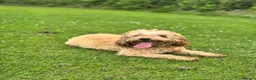 Cockapoo dogs for sale: Nellie - Advert 5