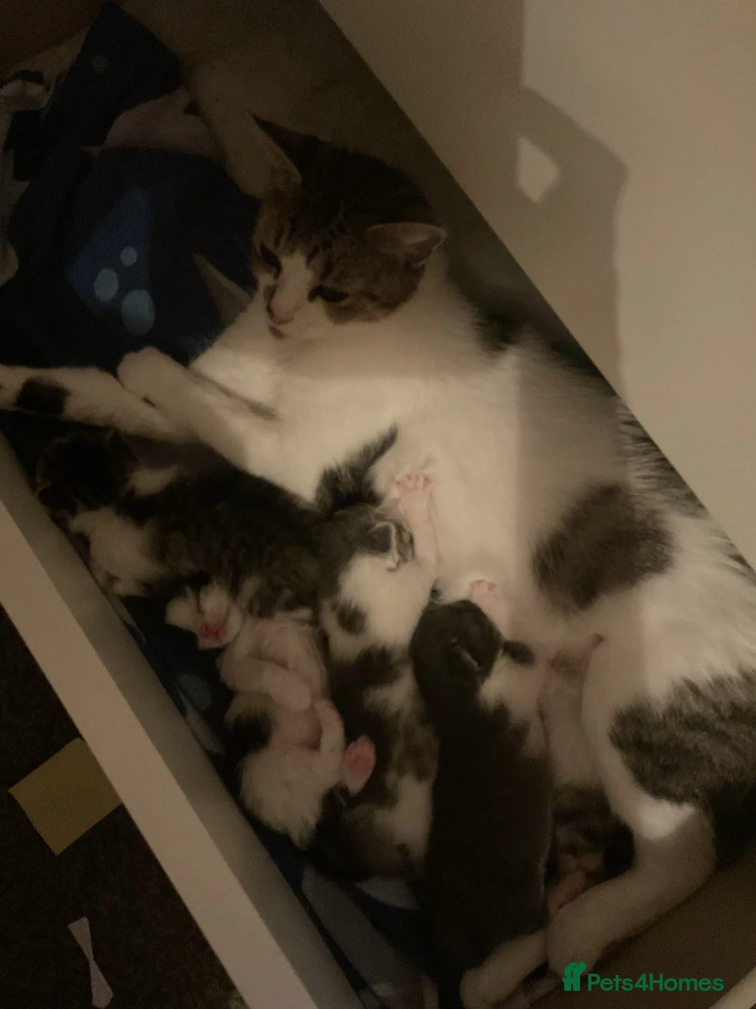 Mixed Breed cats for sale: Baby kittens  - Advert 2