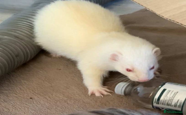 Ferret rodents Male Ferret Looking for a New Home - Advert 1