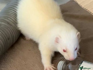 Ferret rodents Male Ferret Looking for a New Home - Advert 3