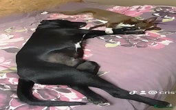 Mixed Breed dogs for adoption: Meet SHEAMUS - a handsome boy for a confident Home - Image 36
