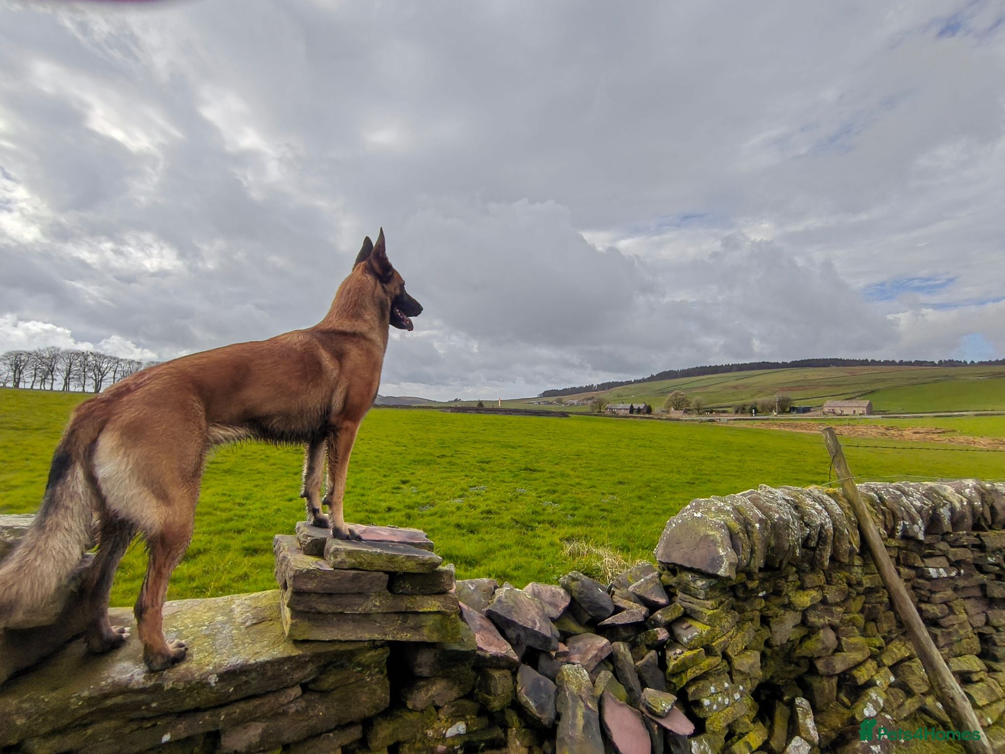 Belgian Shepherd Dog dogs Belgian Malinois Puppies – Family Raised - Advert 2