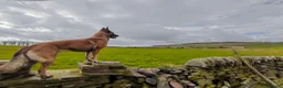 Belgian Shepherd Dog dogs for sale: Belgian Malinois Puppies – Family Raised in Ilkeston - Advert 2