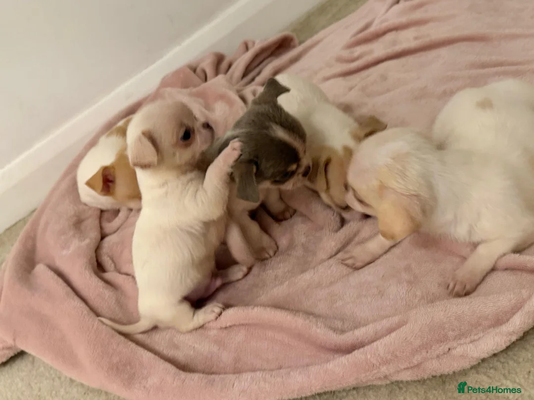 Chihuahua dogs for sale: Kc chihuahua puppies Russian and Ukraine lines - Advert 12