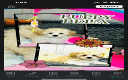 Maltipoo dogs for sale: TWO MINI MALTIPOO GIRLS ~ READY NOW  - Image 5