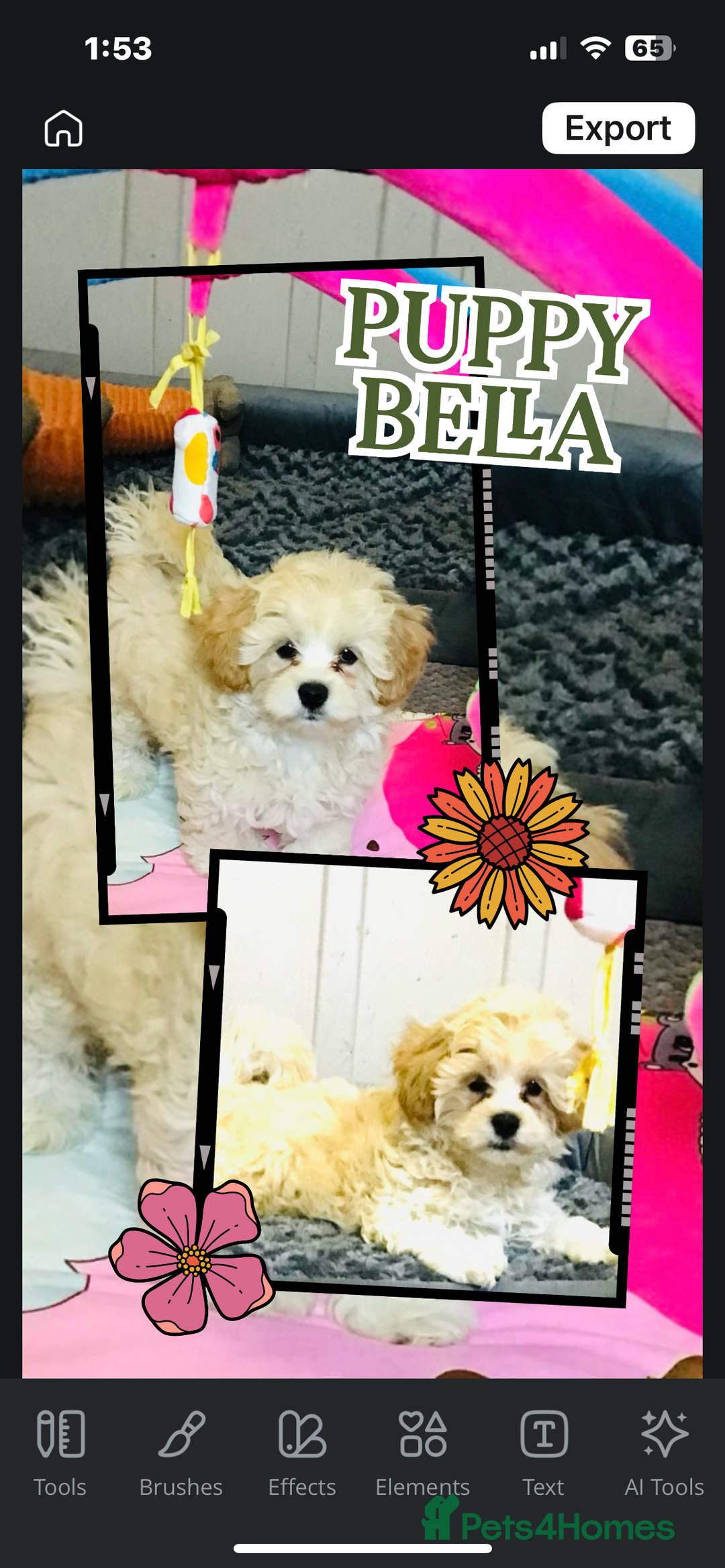 Maltipoo dogs for sale: TWO MINI MALTIPOO GIRLS ~ READY NOW  - Image 5
