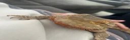 Bearded Dragon reptiles for sale: Bearded Dragon in Markfield - Advert 1