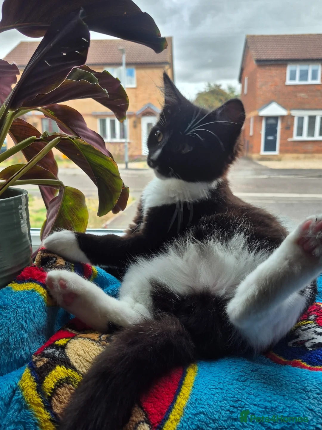 Mixed Breed cats for sale: 2 cats boy - Advert 11