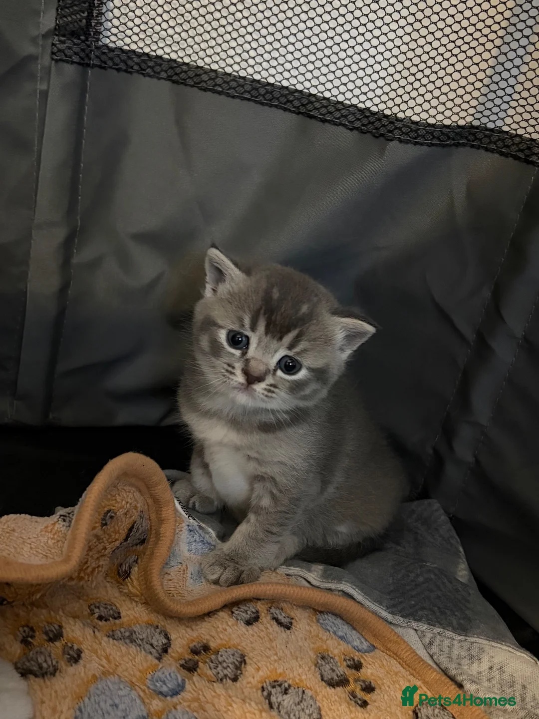 British Shorthair cats for sale: Female kitten. British shorthair/russian blue  - Advert 8