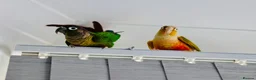 Conures birds for sale: PINEAPPLE CONURE AND GREEN CHEEK CONURE  in Oxford - Advert 4