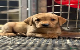 Labrador Retriever dogs for sale: Kc Registered yellow Labrador puppies - Image 6
