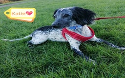 English Springer Spaniel dogs for adoption: 💖🐶 KATIE 🐶💖 - Advert 5