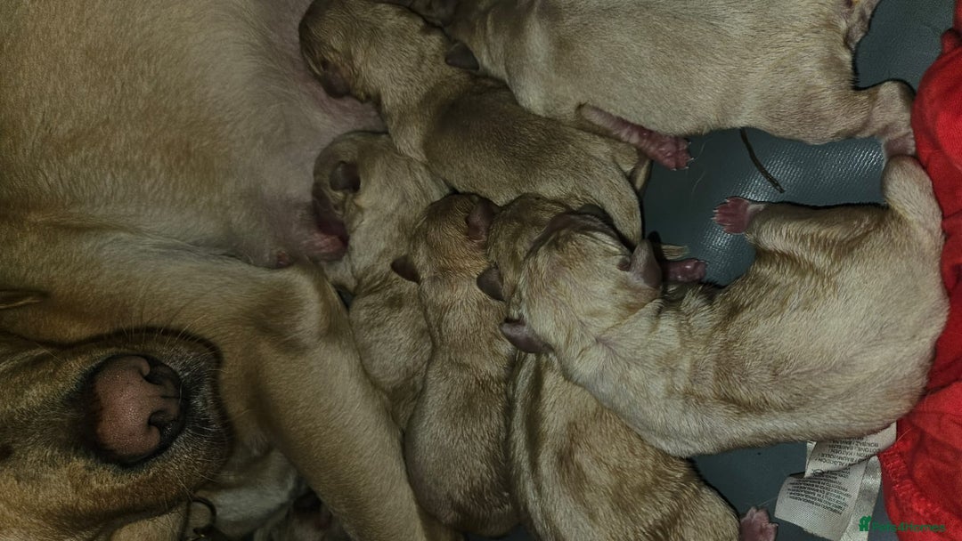 Labrador Retriever dogs for stud: Yellow/ gold labrador for the stud!!! in Thornton Heath - Advert 13