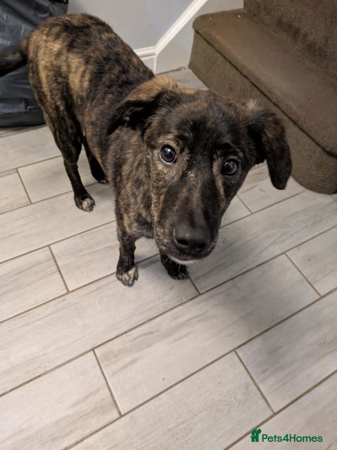 Mixed Breed dogs for adoption: Aurora - Stowmarket Suffolk  - Advert 3