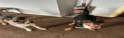 Mixed Breed dogs for sale: Jett 7 month old  in Ossett - Advert 7