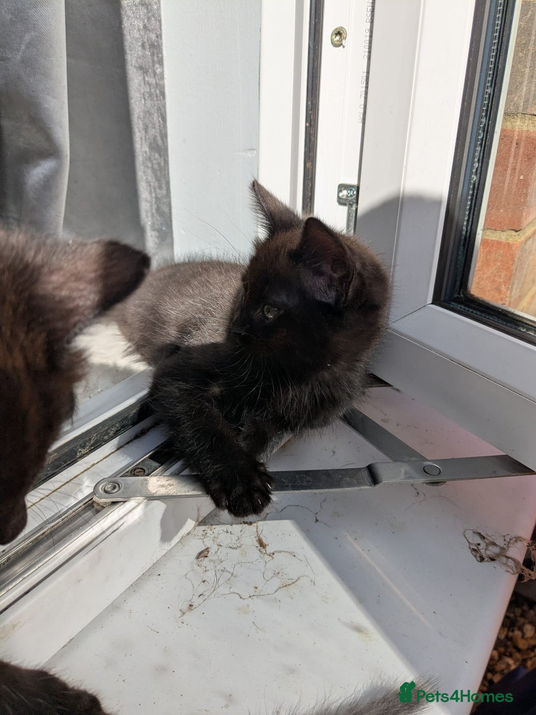 Mixed Breed cats for sale: 2 male kittens  - Image 4