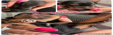 Miniature Dachshund 5