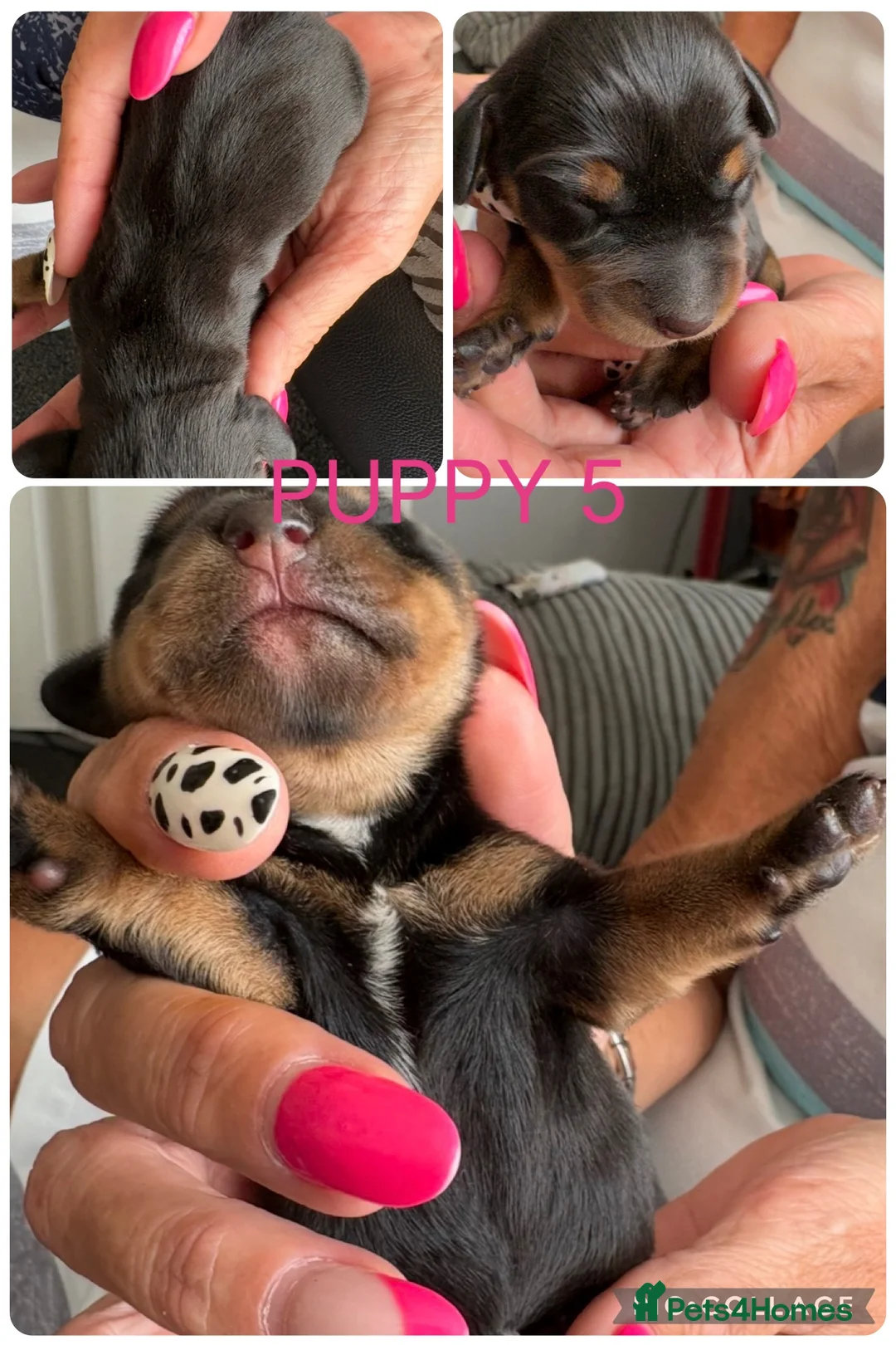 Miniature Dachshund dogs for sale: Miniature Dachshund puppies - Advert 10