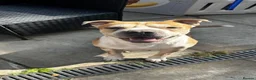 Mixed Breed dogs for sale: Juke needing rehome  - Advert 1