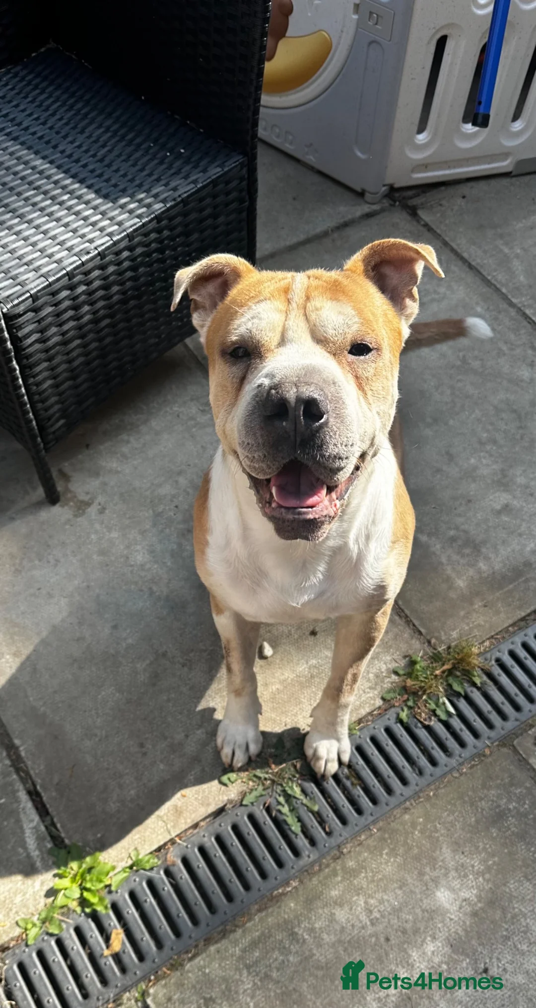Mixed Breed dogs for sale: Juke needing rehome  - Advert 1