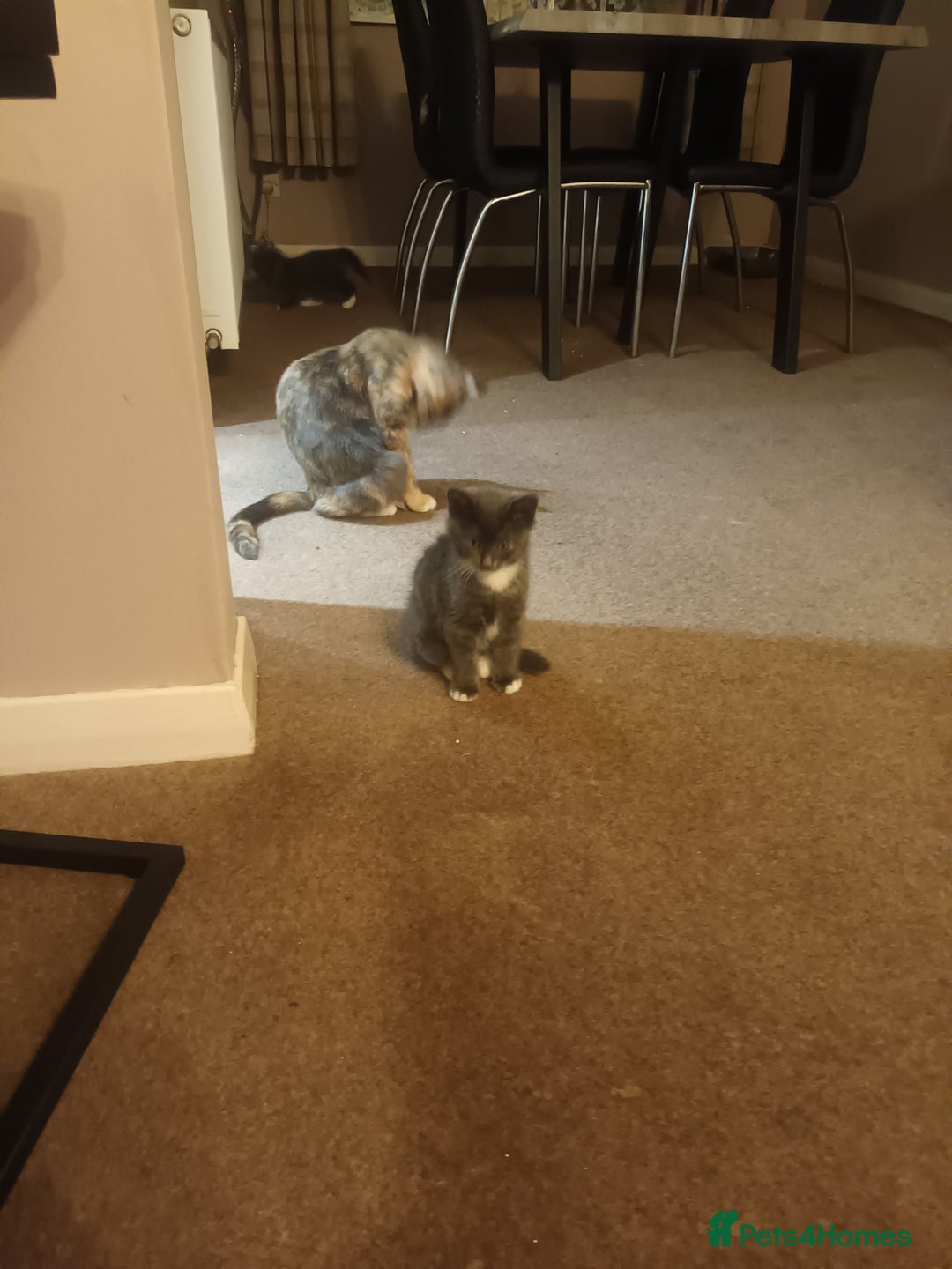 Domestic Shorthair cats for sale: Kittens  - Image 10