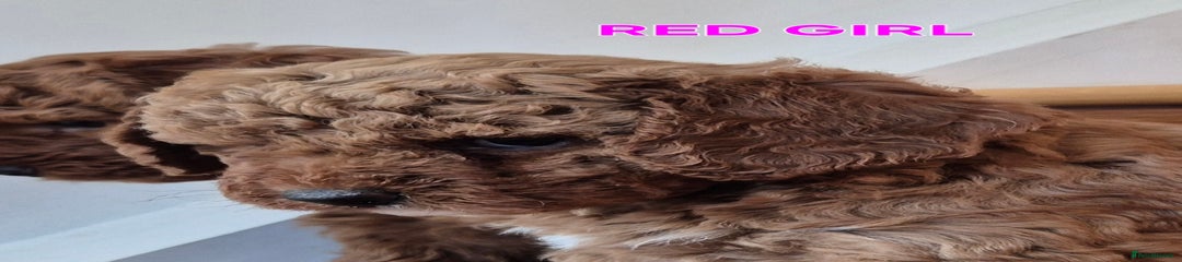 Mini Goldendoodle Puppy 5