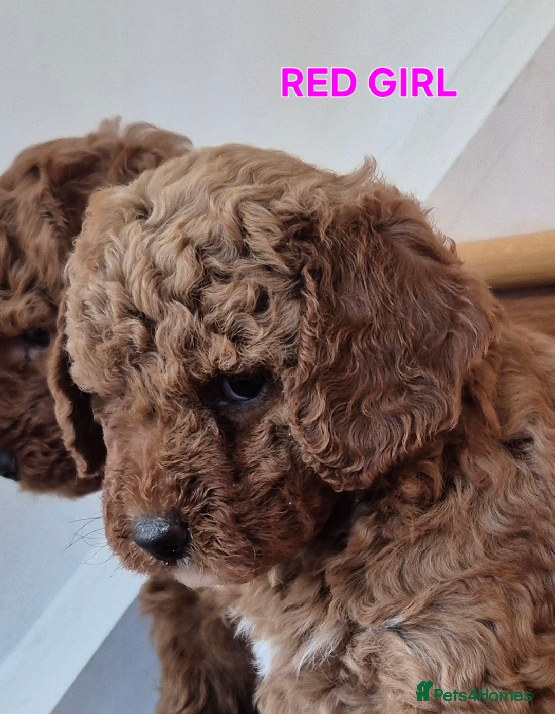 Mini Goldendoodle dogs for sale: F1b Red Miniature Goldendoodle tested parents - Image 5