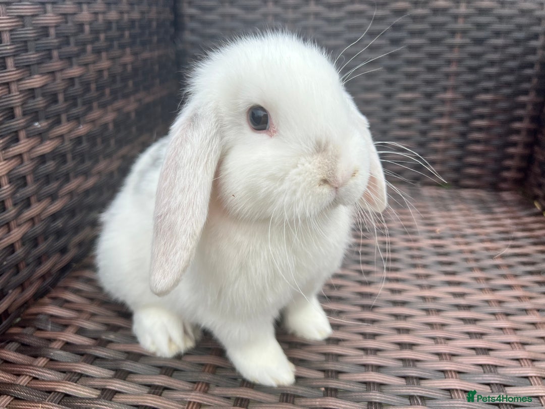 Mini Lop rabbits for sale: Beautiful Baby Mini Lops Ready Now - Advert 7