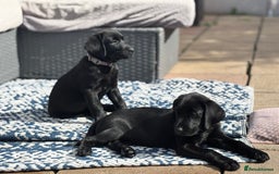 Labrador Retriever dogs for sale: Beautiful Pedigree Black Lab Puppies - Image 5