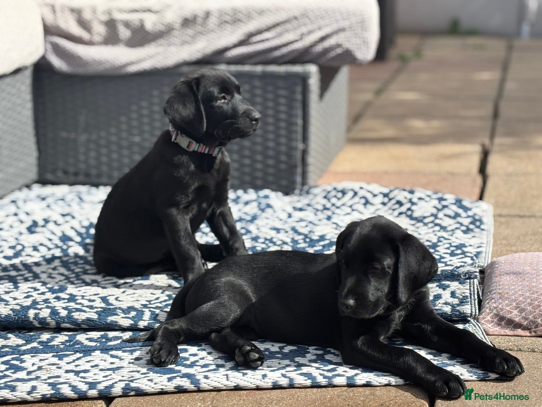 Labrador Retriever dogs for sale: Beautiful Pedigree Black Lab Puppies - Image 5