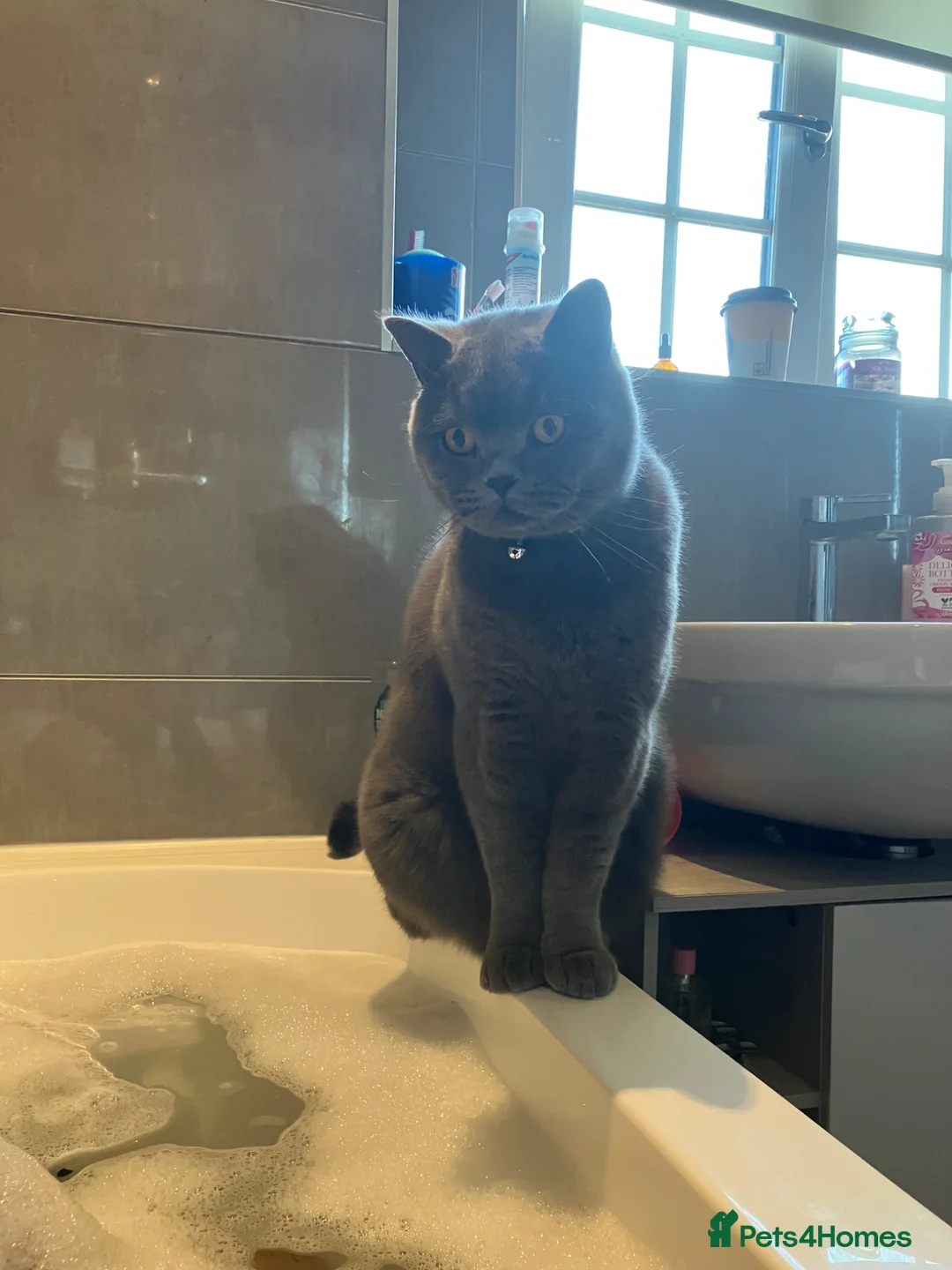 British Shorthair cats for sale: Clover - Our Blue British Short Hair - Advert 2