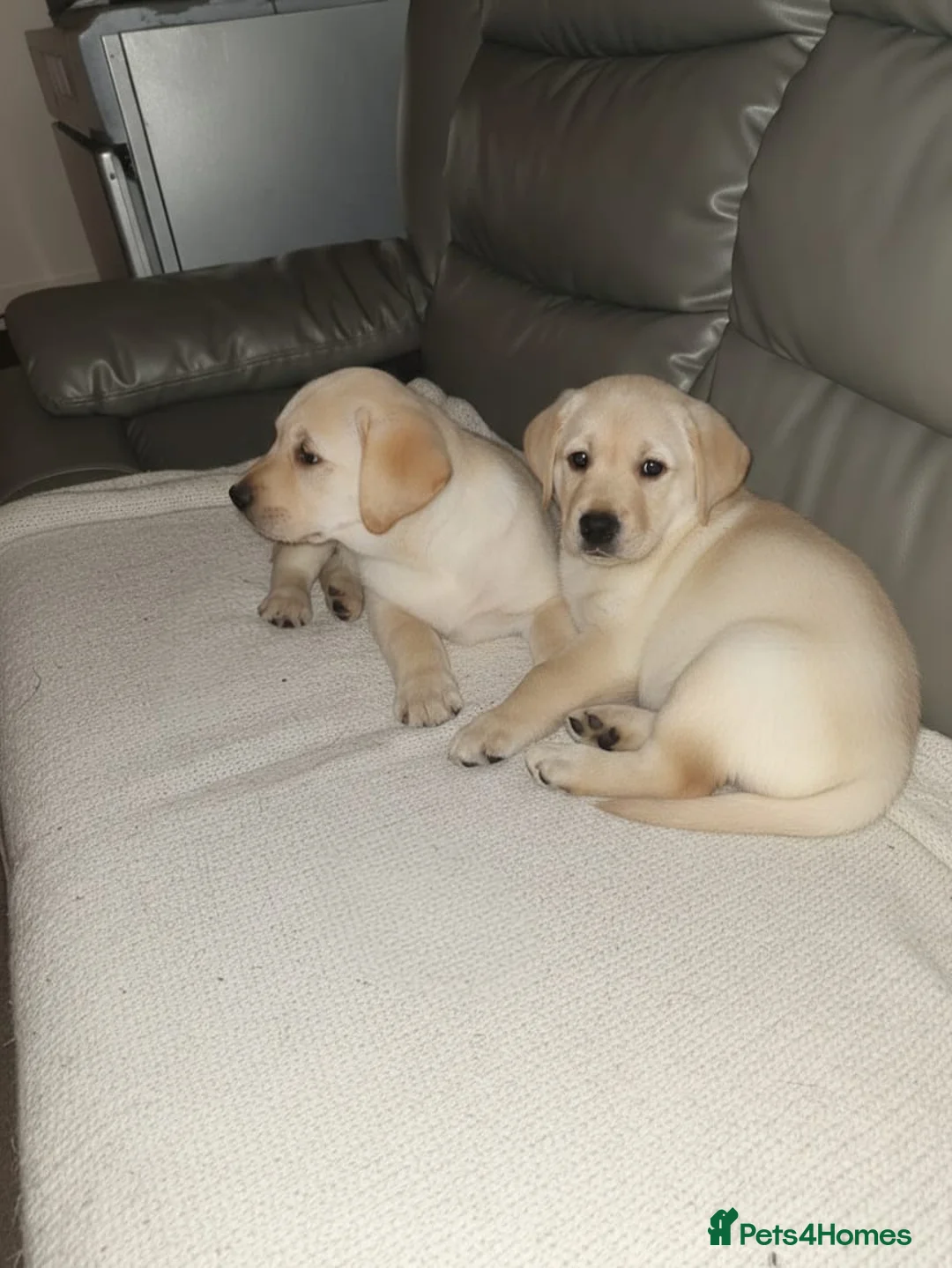 Labrador Retriever dogs for sale: Chunky Labrador puppies  - Advert 7