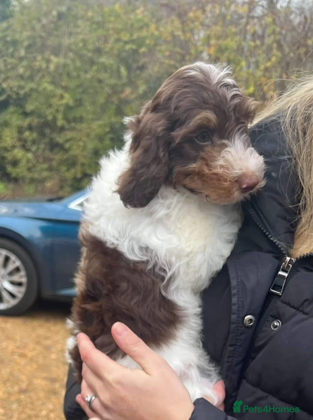 Miniature Poodle dogs for stud: Chocolate Phantom Merle Mini Poodle Stud in Ringwood - Advert 10
